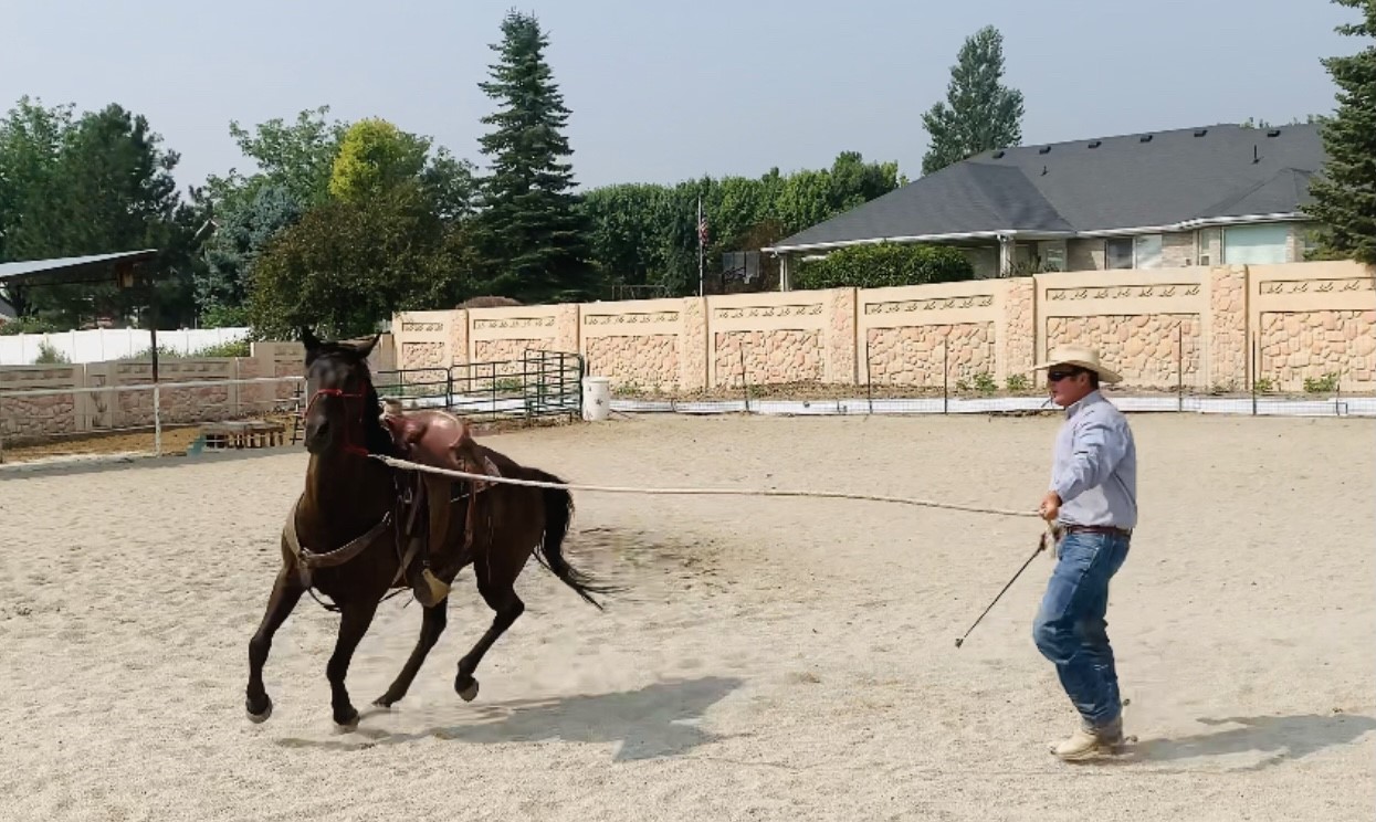 Lunging Challenges 3 - Horse backs up instead of lunging